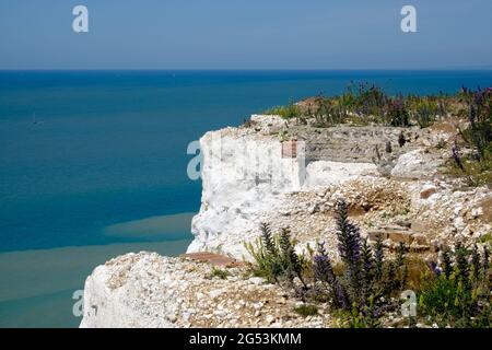 Idea di staycation. Scogliera di gesso bianco di Birling Gap sul canale inglese con erbe sulla parte superiore e porzioni cementate per fermare l'erosione. Sussex orientale, Inghilterra Foto Stock