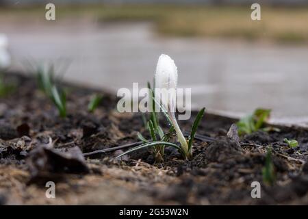 Nel terreno cresce un bel fiore di croco di colore bianco brillante in gocce di pioggia Foto Stock