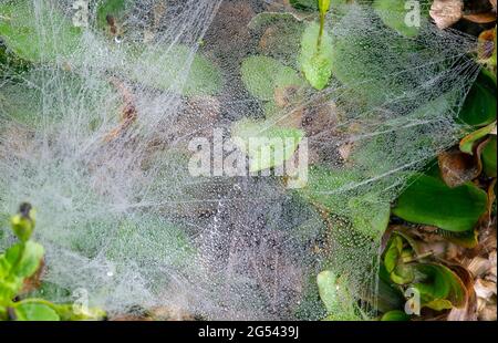 Ragnatele sull'erba con gocce d'acqua dalla rugiada mattutina, a fuoco basso. Sfondo naturale. Foto Stock