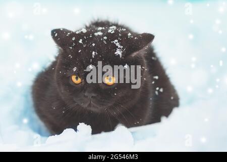 Gattino bruno inglese shorthair seduto all'aperto in inverno. Il gatto si siede nella neve profonda a bizzard Foto Stock