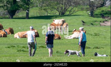 Persone con cani, a piedi vicino a una mandria di mucche e vitelli nella campagna vicino Hawes, North Yorkshire, Regno Unito. Foto Stock