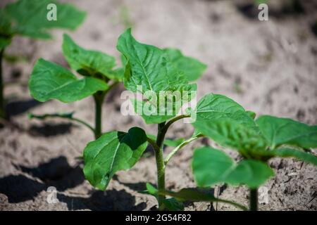 Pianta di girasole nel giardino. I giovani pianta sono cresciuti nella terra in un giardino vegetale UNA fila di giovani pianta. Agricoltura, Eco farm. Foto Stock