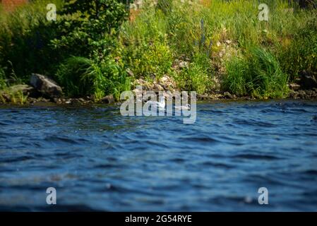 Madre Seagull con il suo bambino nuota nell'acqua blu vicino alla riva con erba verde. Foto Stock