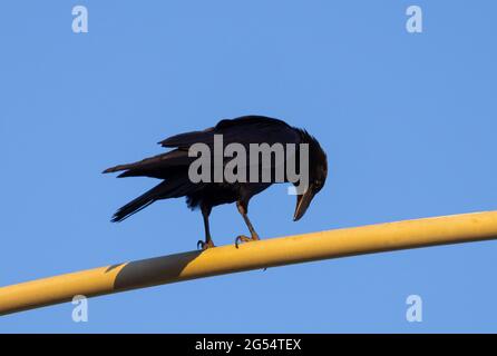 Curioso giovane corvo su ringhiera gialla Foto Stock