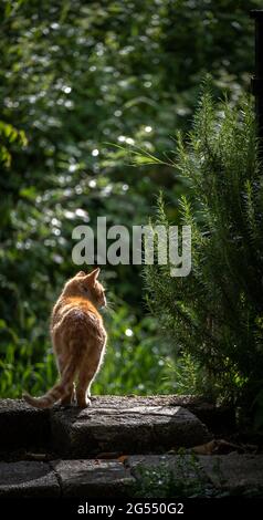 Cat sta guardando la sua preda al crepuscolo. Gatto adulto da dietro in piedi in natura. Foto Stock