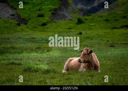 Paesaggio rurale greco con allevamento di bestiame in un pascolo. Mucche pascolano in campo nel pomeriggio in campagna. Foto Stock