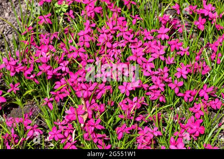 Rhodohypoxis milloides 'Claret' una pianta bulbosa fiorente con un fiore rosso rosa primavera comunemente noto come stella primaverile, foto stock Foto Stock