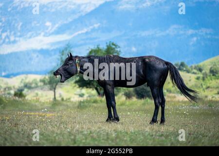 Il cavallo in natura fa i volti. Un volto divertente di un'espressione di cavallo nero. Divertente viso a cavallo con bocca aperta. Foto Stock