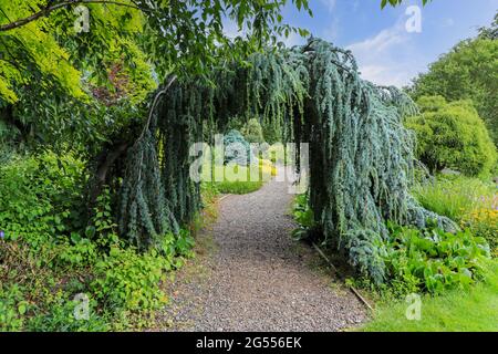 Una conifera Blue Atlas Cedar (Cedrus atlantica) 'glauca pendula' che forma un arco a Bressinham Gardens, Bressinham, Diss, Norfolk, Inghilterra, REGNO UNITO Foto Stock