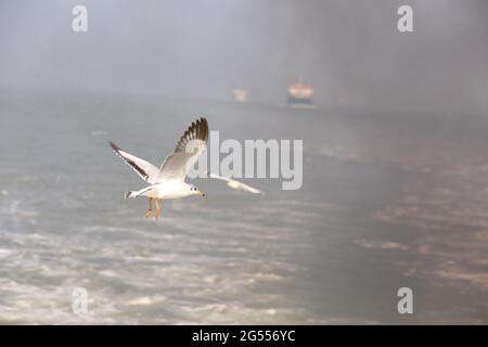 Comune Gull a testa nera (Larus ridibundus) in volo davanti al bel cielo blu. Foto Stock