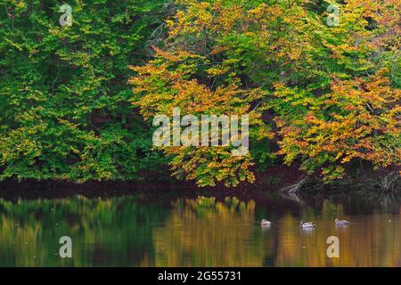 Alberi di faggio che mostrano colori autunnali e mallards nuotare in stagno nel Parco Nazionale di Söderåsen, Skåne / Scania, Svezia meridionale, Scandinavia Foto Stock