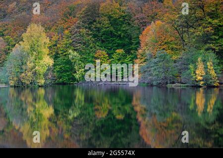 Alberi di faggio che mostrano colori autunnali lungo il laghetto nel Parco Nazionale di Söderåsen, Skåne / Scania, Svezia meridionale, Scandinavia Foto Stock