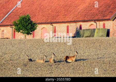 Cervi rossi (Cervus elaphus) giovane stag, femmina / cervo e due vitelli che foravano in campo di grano / campo di mais di fronte alla costruzione dell'azienda agricola in estate Foto Stock