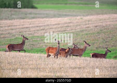 Cervi rossi (Cervus elaphus) femmine / branchi giovani con foraggio di vitello in campo di grano / campo di mais in estate Foto Stock