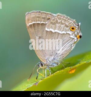 Viola (hairstreak Neozephyrus quercus) farfalla mangiare zuccheri su foglie di quercia Foto Stock