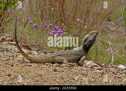 Drago arato comune (Pogona barbata) adulto a terra con coda rialzata sud-est del Queensland, Australia Dicembre Foto Stock