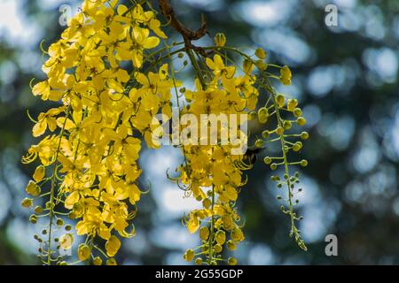 Varie vedute dell'albero della doccia dorato Foto Stock