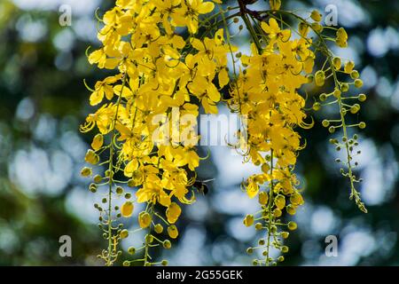 Varie vedute dell'albero della doccia dorato Foto Stock