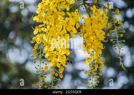 Varie vedute dell'albero della doccia dorato Foto Stock