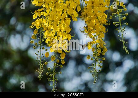 Varie vedute dell'albero della doccia dorato Foto Stock