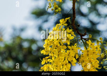 Varie vedute dell'albero della doccia dorato Foto Stock