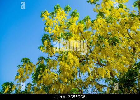 Varie vedute dell'albero della doccia dorato Foto Stock