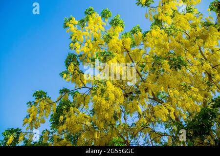 Varie vedute dell'albero della doccia dorato Foto Stock