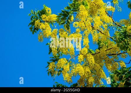 Varie vedute dell'albero della doccia dorato Foto Stock