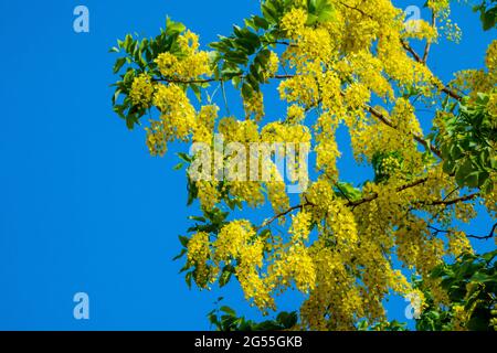 Varie vedute dell'albero della doccia dorato Foto Stock