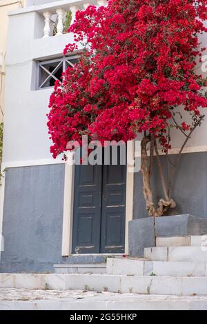 Isola di Syros, Cicladi, Grecia. Bougainvillea fiore pianta, fiori di colore rosso accanto ad un ingresso di un edificio neoclassico. Ermoupolis città, estate holi Foto Stock