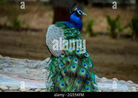 Indian Peacock dalla parte posteriore Foto Stock
