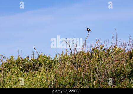 African stonechat in piedi su un ramo di cespuglio contro il cielo blu. Fotografia paesaggistica di uccelli in zona costiera con spazio vuoto per il testo Foto Stock