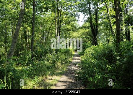 Sentiero attraverso i boschi nella riserva naturale di Stodmarsh vicino a Canterbury, Kent, Inghilterra, Regno Unito Foto Stock