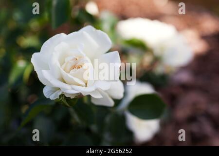White Groundcover Rose Snow Ballet in fiore nel giardino estivo. Fiori di arbusto ricoperti di fiori doppi. Primo piano Foto Stock