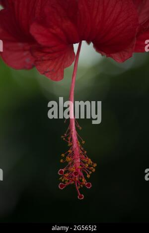 Hibiscus Rosa-sinensis Hibiscus cinese in Bangladesh Foto Stock