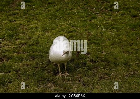 Bel pavone bianco piume su erba verde. Un grande uccello selvatico che cammina orgogliosamente nel parco. Foto Stock