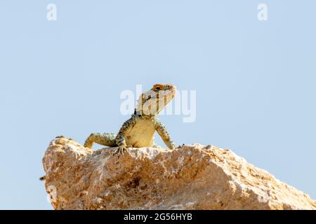 Una lucertola da sola su una roccia in Turchia Foto Stock