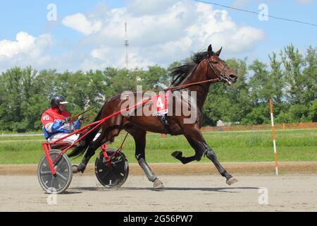 Ritratto di una razza di trotter della baia in movimento sopra ippodromo Foto Stock