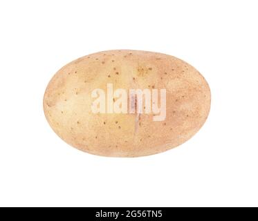 Un giovane potatoe isolato su sfondo bianco. Foto Stock