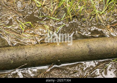 Perdita nel collegamento dei tubi per pompare acqua dal laghetto. Un foro in un tubo antincendio da cui l'acqua scorre sotto pressione. Foto Stock