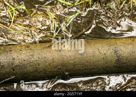 Perdita nel collegamento dei tubi per pompare acqua dal laghetto. Un foro in un tubo antincendio da cui l'acqua scorre sotto pressione. Foto Stock