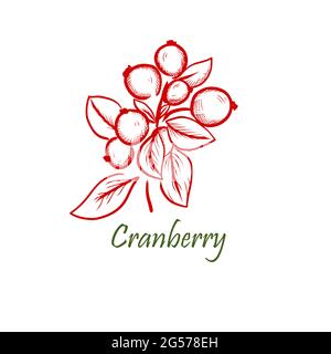 Mirtillo rosso. Set di icone. Mirtillo rosso isolato su sfondo bianco. Bacche rosse. Illustrazione vettoriale Illustrazione Vettoriale