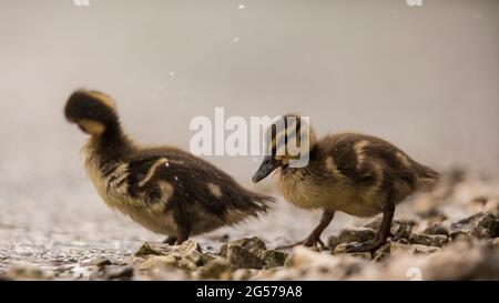 Due fratelli di allardo anatroccolo selvatico (Anas platrhynchos) sulla costa all'inizio della breve pioggia estiva. Foto Stock