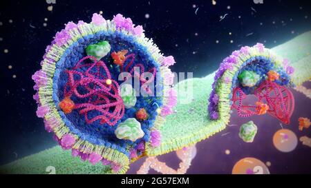 Particelle di arenavirus che si accamanono, illustrazione Foto Stock