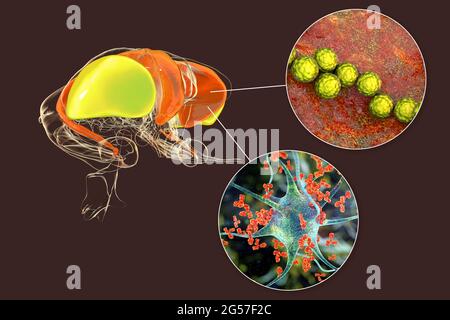 Coro di Sydenham, illustrazione Foto Stock