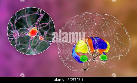 Striato dorsale e neuroni nel cervello, illustrazione Foto Stock