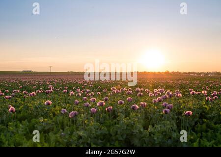 Tramonto sul campo, fiori di semi di papavero. Foto Stock