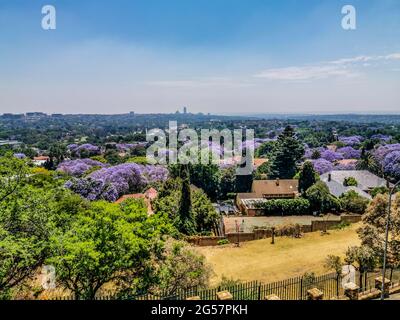 Veduta aerea di Johannesburg , la più grande foresta urbana durante la primavera - Jacaranda fiorente in ottobre in Sudafrica Foto Stock