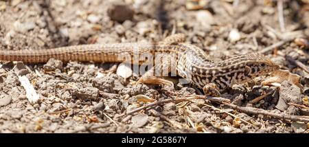 Californiana Whiptail Lizard, Adulti. Santa Clara County, California, Stati Uniti. Foto Stock