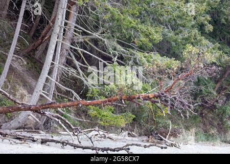 alberi e driftwood caduti sulla spiaggia dalla collina Foto Stock